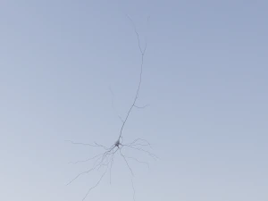 3D Neuron Model-09 3D Model