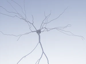 Modello 3D del neurone-11 Modello 3D