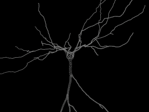 3D Neuron Model-11 3D Model
