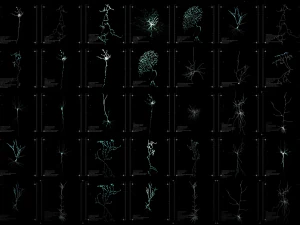 3D Neuron Model-11 3D Model