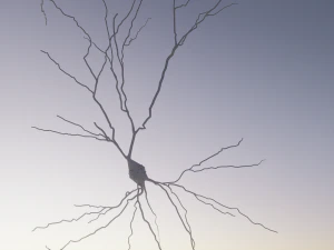 3D N&ouml;ron Modeli-12 3D Model