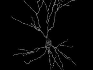 3D Neuron Model-12 3D Модель
