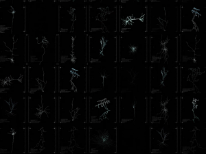 3D Neuron Model-13 3D Model