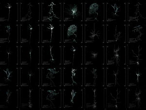 3D Neuron Model-13 3D Model