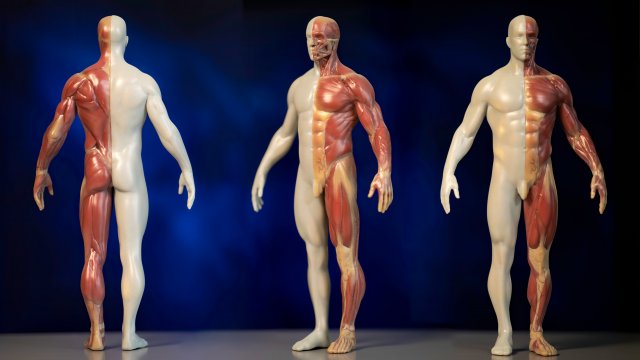 Anatomy ToolDouble Modelo 3D .c4d .max .obj .3ds .fbx .stl .blend 