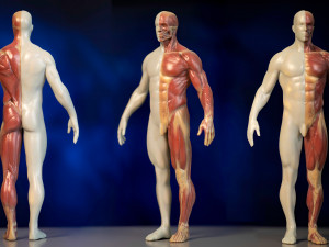Anatomy ToolDouble 3D Model