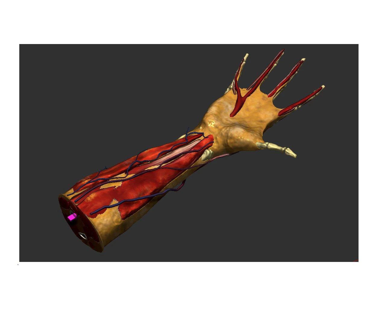 Анатомия-модель-рука 3D Модель .c4d .max .obj .3ds .fbx .stl .blend 