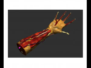 Mano modello anatomico Modello 3D