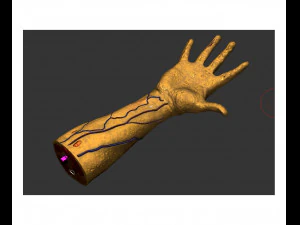 Анатомия-модель-рука 3D Модель