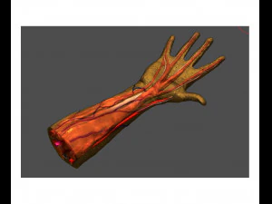 Анатомия-модель-рука 3D Модель