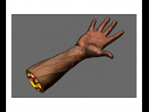 Anatomy-model-hand 3D Model