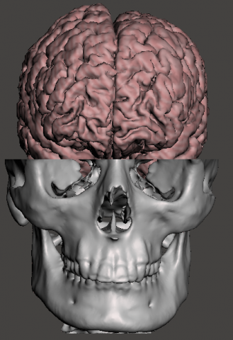 Brain-in-skull-with-neck 3D Model .c4d .max .obj .3ds .fbx .stl .blend 