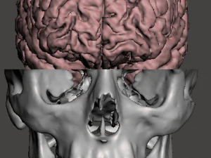 Cervello nel cranio con il collo Modello 3D
