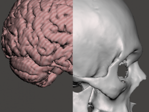 Brain-in-skull-with-neck 3D Model
