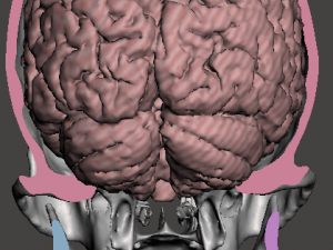 Brain-in-skull-with-neck 3D Model