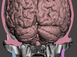 Brain-in-skull-with-neck 3D Model
