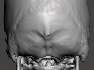Brain-in-skull-with-neck 3D Model