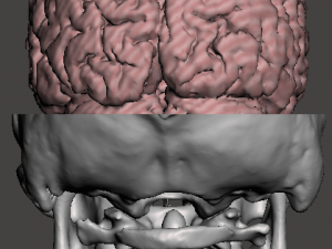 Brain-in-skull-with-neck 3D Model