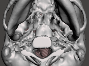 Brain-in-skull-with-neck 3D Model