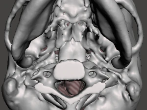 Brain-in-skull-with-neck 3D Model