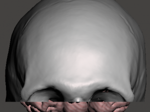 Brain-in-skull-with-neck 3D Model