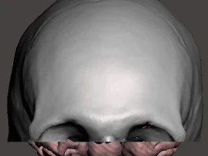 Brain-in-skull-with-neck 3D Model