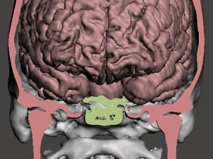 Brain-in-skull-with-neck 3D Model
