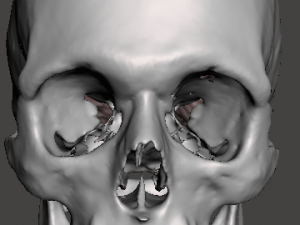 Brain-in-skull-with-neck 3D Model