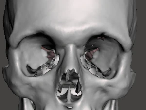 Brain-in-skull-with-neck 3D Model
