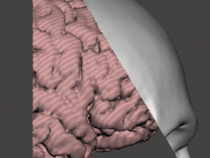 Brain-in-skull-with-neck 3D Model