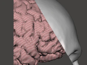 Brain-in-skull-with-neck 3D Model