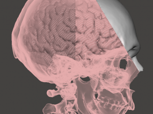 Brain-in-skull-with-neck 3D Model