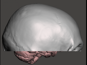 Brain-in-skull-with-neck 3D Model