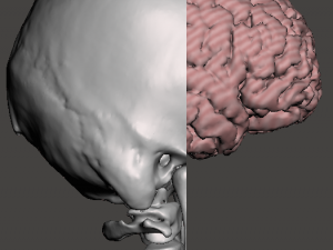 Brain-in-skull-with-neck 3D Model