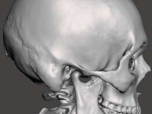 Brain-in-skull-with-neck 3D Model