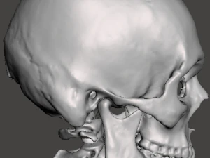 Brain-in-skull-with-neck 3D Model