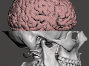 Brain-in-skull-with-neck 3D Model