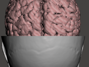 Brain-in-skull-with-neck 3D Model
