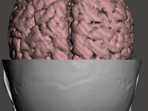 Brain-in-skull-with-neck 3D Model