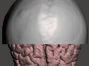 Brain-in-skull-with-neck 3D Model