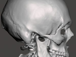 Brain-in-skull-with-neck 3D Model