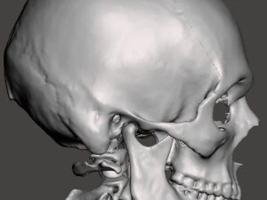 Brain-in-skull-with-neck 3D Model
