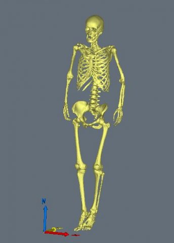 Skeleton-female 3D Model .c4d .max .obj .3ds .fbx .stl .blend 