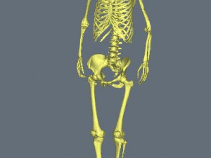 Skeleton-female 3D Model