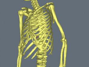 Skeleton-female 3D Model