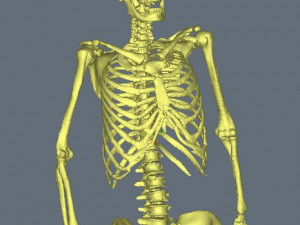 Skeleton-female 3D Model