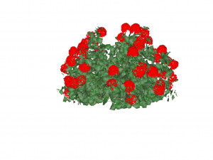 Ixora siamensisSiantan 3D Model