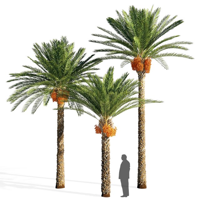 Date palm FBX - OBJ - MAX Modello 3D .c4d .max .obj .3ds .fbx .stl .blend 