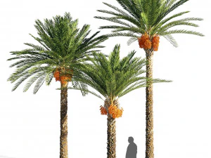 Dattelpalme FBX - OBJ - MAX 3D Modell