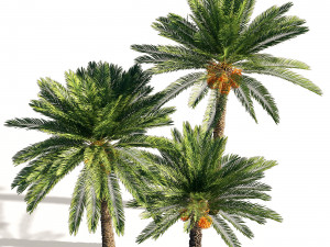 Date palm FBX - OBJ - MAX Modello 3D